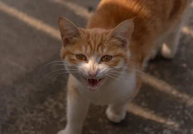 Cat-1