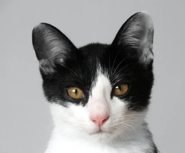 Cat-3