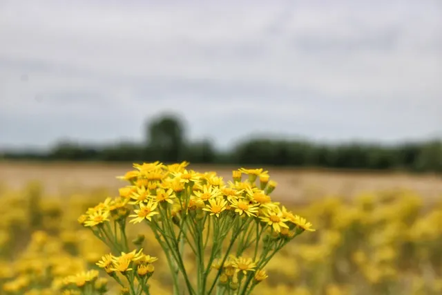 In the field-11