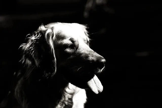Black & white-1