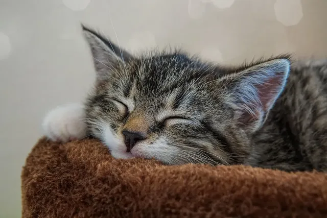 Cat-2
