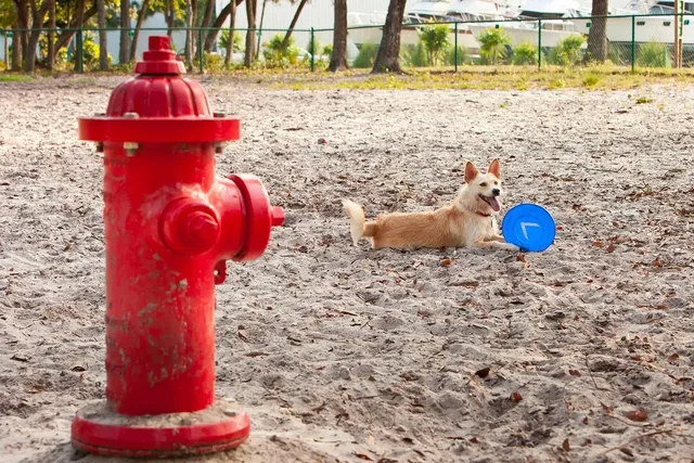 Dogs-2